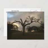 古き冬の樺 ポストカード (正面/裏面)