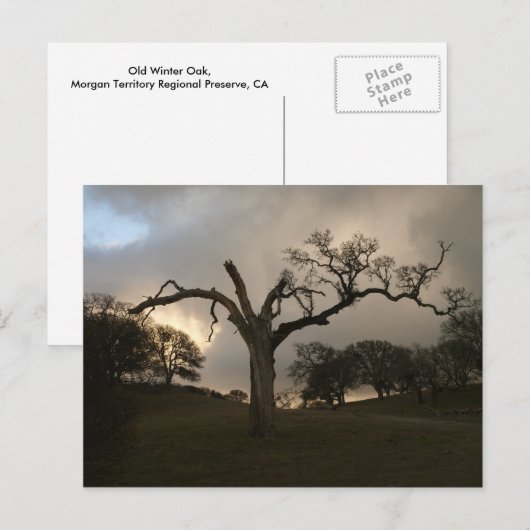 古き冬の樺 ポストカード (正面/裏面)