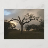 古き冬の樺 ポストカード (正面)