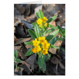 古めかしいPuccoon