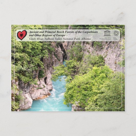 古代と原始的なブナ林 – ガシ川 ポストカード (正面)