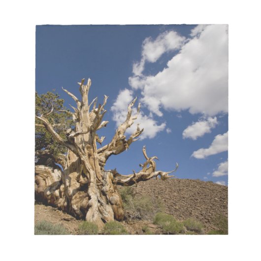 古代のブリスレコンの森の中のブリスレコンの松 ノートパッド (正面)