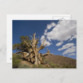 古代のブリスレコンの森の中のブリスレコンの松 ポストカード (正面/裏面)