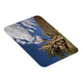 古代のブリスレコンの森の中のブリスレコンの松 マグネット (右側)