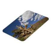 古代のブリスレコンの森の中のブリスレコンの松 マグネット (左側)