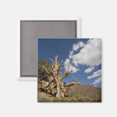 古代のブリスレコンの森の中のブリスレコンの松 マグネット (正面/裏面)