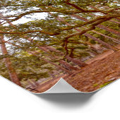 古代のライブオーク、キャデラック広場、ドーフィン島 ポスター (角)