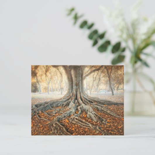 古代の木の根 ポストカード (スタンド正面)