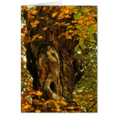 古代の木の空白のカード (正面)