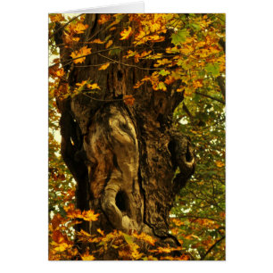 古代の木の空白のカード