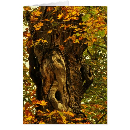 古代の木の空白のカード (正面)