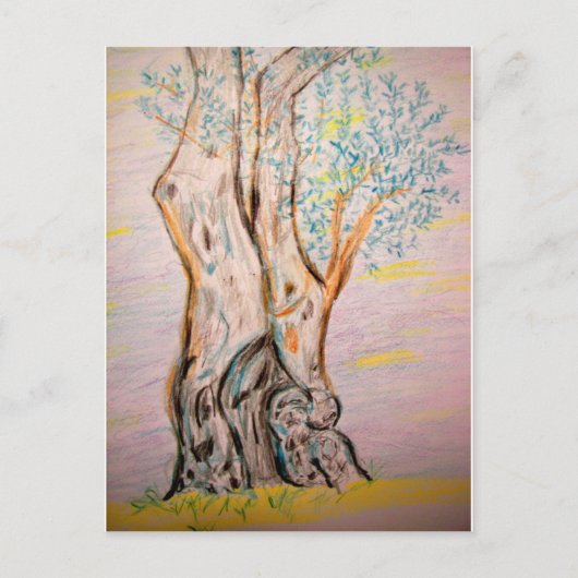 古代オリーブの木 ポストカード (正面)