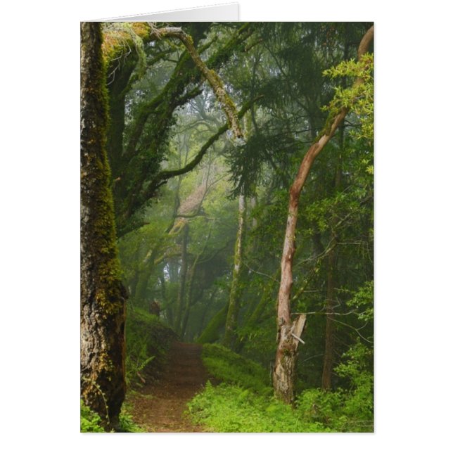 古代カシの道 (正面)