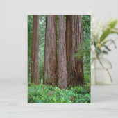 古代セコイアの高台 サンキューカード (スタンド正面)