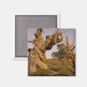 古代ブリスレコンの森、白い山々、カリフォルニア マグネット (正面/裏面)