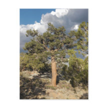 古代ブリスレコンパイン林