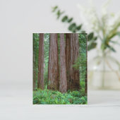 古代レッドウッズ ポストカード (スタンド正面)