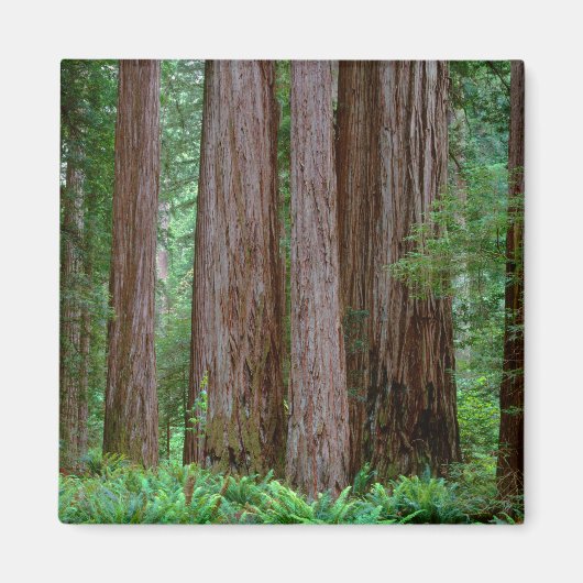 古代レッドウッズ マグネット (正面)