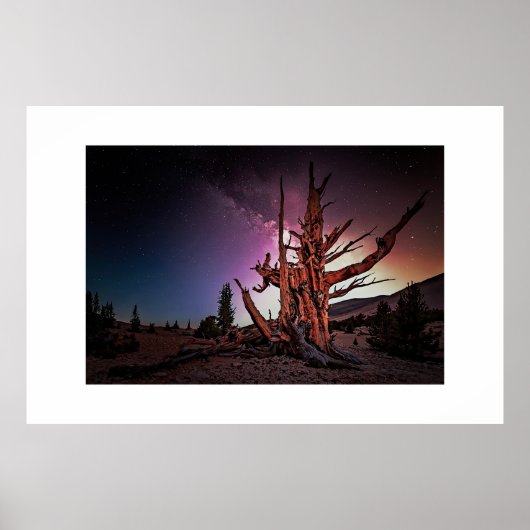 古代松と天の川 ポスター (正面)