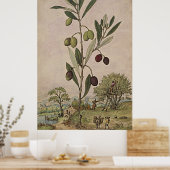 古代植物芸術オリーブの木 ポスター (キッチン)