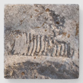 古代海軟体動物の化石 ストーンコースター (正面)