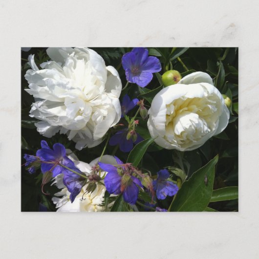 古大家の庭の郵便はがき ポストカード (正面)