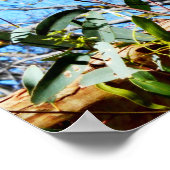 古松の木にコアラ熊，ポスター ポスター (角)