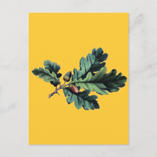 古董植物図鑑 オークの葉とどんぐり ポストカード (正面)
