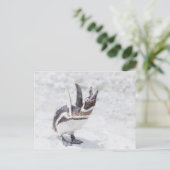 叫びペンギン ポストカード (スタンド正面)