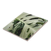 可変型モンステラ植物植物学 タイル (側面)