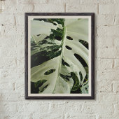 可変型モンステラ植物植物学 ポスター