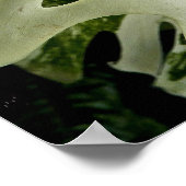 可変型モンステラ植物植物学 ポスター (角)