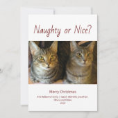 可愛いいけな猫の写真クリスマス シーズンカード (正面)