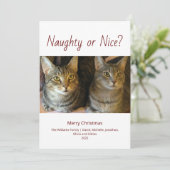 可愛いいけな猫の写真クリスマス シーズンカード (スタンド正面)