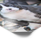 可愛いいじめっ子は子犬 フォトプリント            (角)