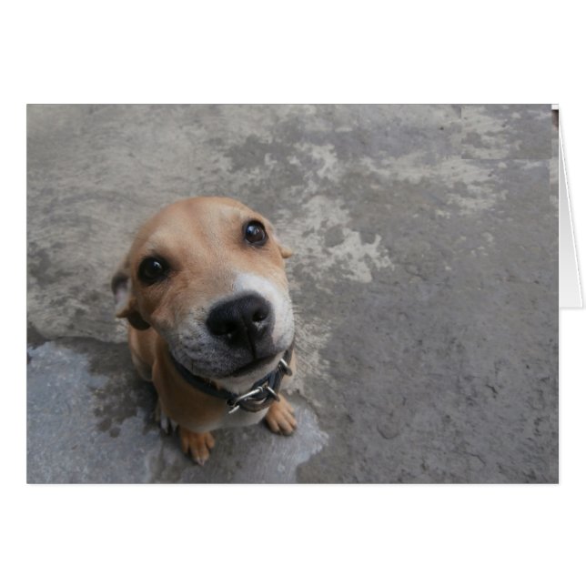 可愛いすごい犬!!! (正面横)