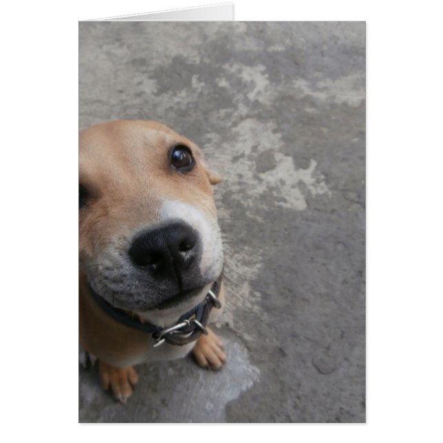 可愛いすごい犬!!! (正面)