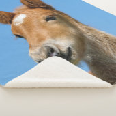 可愛いアイスランド馬の足ポニー前頭写真 – - シェルパブランケット (3/4)