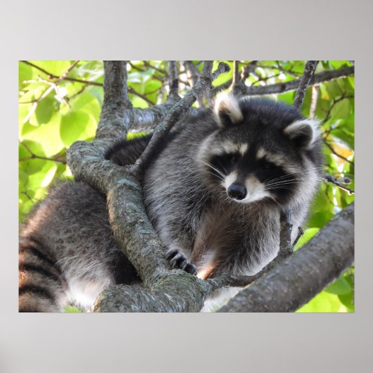 可愛いアライグマの木に ポスター (正面)