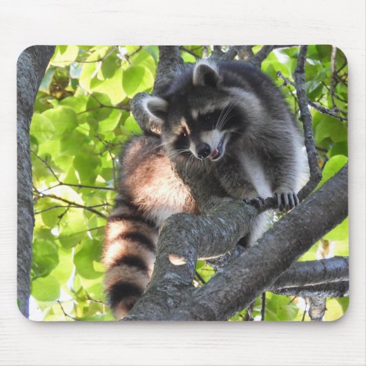 可愛いアライグマの木に マウスパッド (正面)