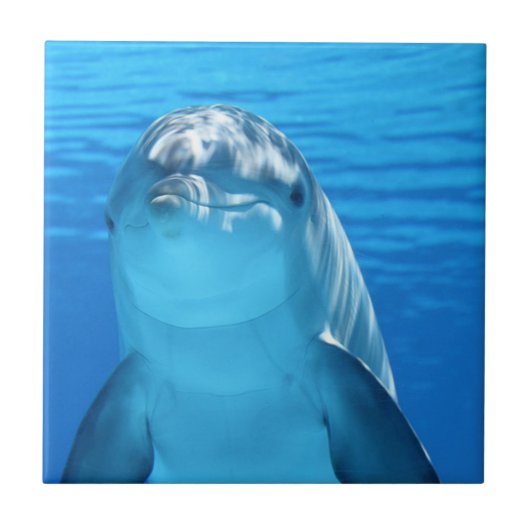 可愛いイルカの海 タイル (正面)