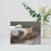 可愛いオレンジ猫の寝はがき ポストカード (スタンド正面)