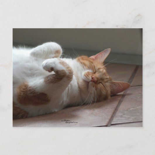 可愛いオレンジ猫の寝はがき ポストカード (正面)