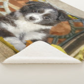 可愛いオースジー・シェパード・ドッグ・バイカラーの子犬 –  シェルパブランケット (3/4)