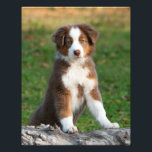 可愛いオーストラリアの羊飼い犬の子犬ペットペーパープリント フォトプリント          <br><div class="desc">可愛い赤いトリAussi子犬はノブの木のログに寄り掛かる。写真紙のポスターに掲載されている動物の写真は、Katho Mendenが撮影した犬の写真でもしは、犬とペットを愛する人のためのギフトアイディアである。 http://www.zazzle.com/kathom_photoあなたは希望の商品で利用できないデザインを見ている連絡と、私の店を通して躊躇しないで下さい。</div>