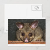 可愛いオーストラリア産ポッサム ポストカード (正面/裏面)