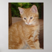 可愛いキット！ ポスター (正面)