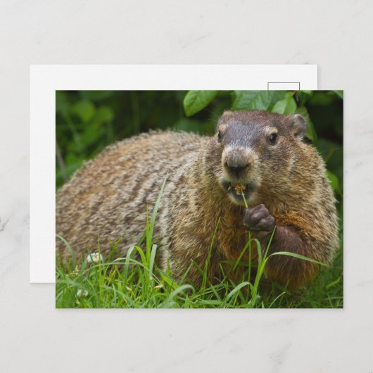 可愛いグラウンドホッグ食べの芝生の写真はがき ポストカード (正面/裏面)