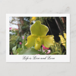 可愛いグリーンの蘭の花、花の写真 ポストカード