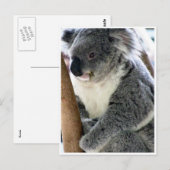 可愛いコアラ ポストカード (正面/裏面)